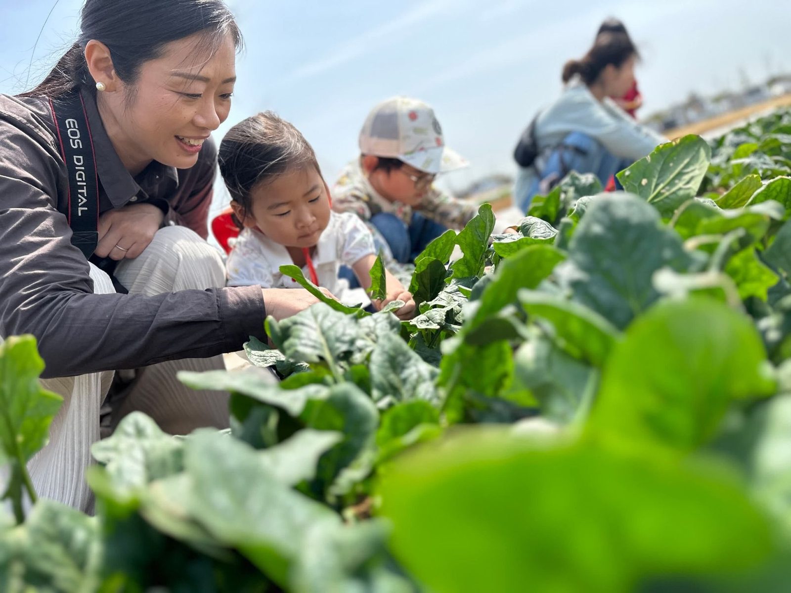 畑で野菜の葉にふれる親子